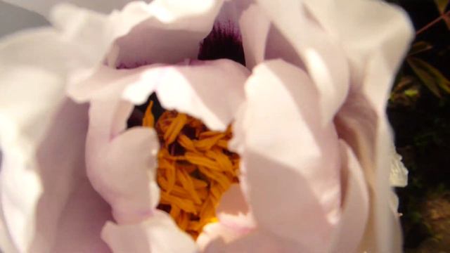 Древовидный пион Тайский шёлк. смотреть онлайн