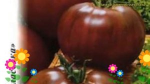 Томат Цыган (Томат). Краткий обзор, описание характеристик, где купить семена solánum lycopérsicum