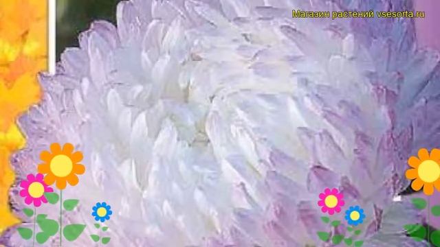Астра пионовидная Пионовидная кварцевая башня. Краткий обзор Pionovidnaya kvartsevaya bashnya смотреть онлайн