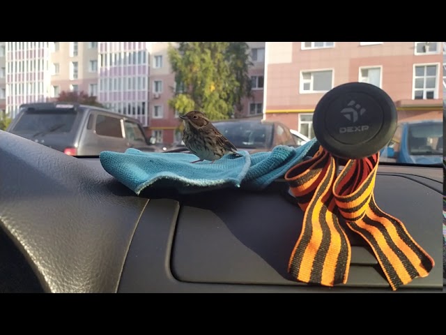 Ручной воробей Славик смотреть онлайн