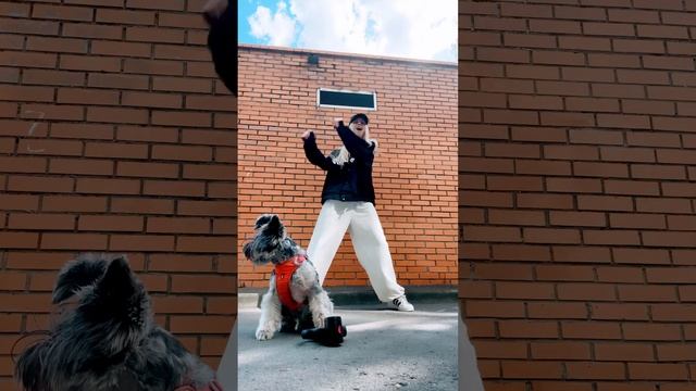 КАК ОНА ТАК СДЕЛАЛА?? ну что, запомнили имя собачки?❤️ #тиктоклучшее #cute #dance смотреть онлайн