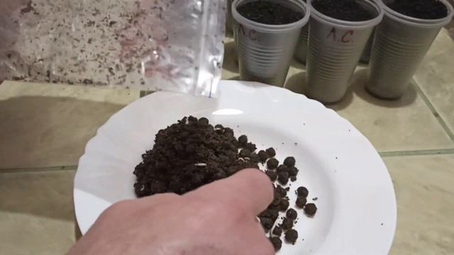 ЛИПА, требует терпения при её проращивании. смотреть онлайн