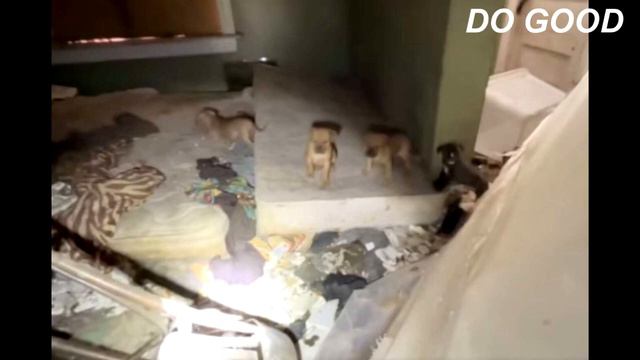 Брошенные щенки скулили в подвале дома смотреть онлайн