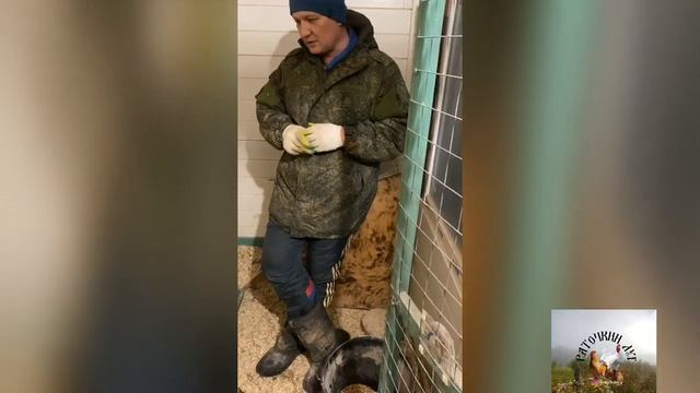 Горе -советчики из интернета , а также начинаем обзор породы ухейилюй. смотреть онлайн