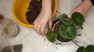 ПЕРЕСАДКА ЦИКЛАМЕНА, подбираем правильно грунт, чтобы растение быстрее прижилось