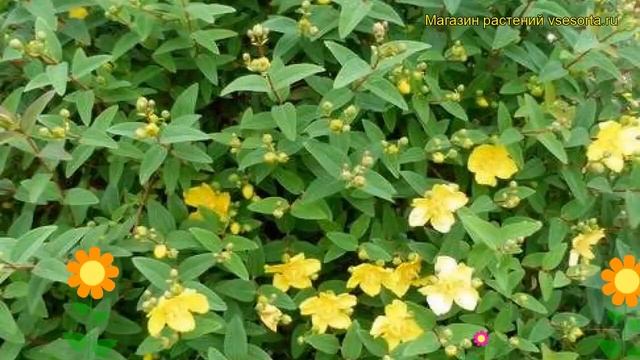 Зверобой обыкновенный Хидкот. Краткий обзор, описание характеристик hypericum Hidcote смотреть онлайн