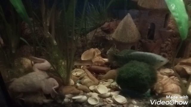 Шпорцевая лягушка, содержание и уход. Aquarium spur frogs. смотреть онлайн