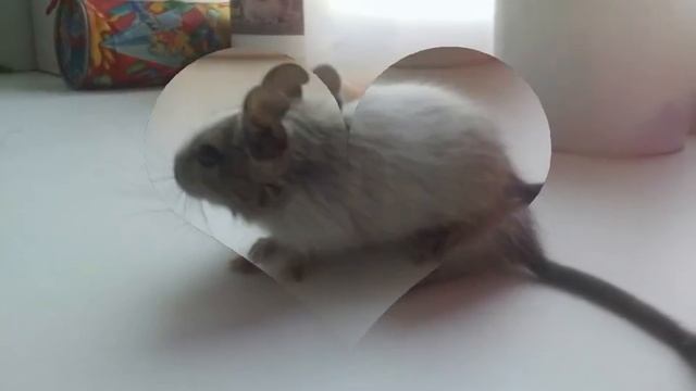 Моя белочка дегу Эльза))ヅ смотреть онлайн