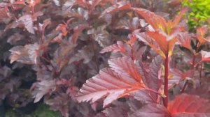 Пузыреплодник калинолистный "Андре" видеообзор из питомника