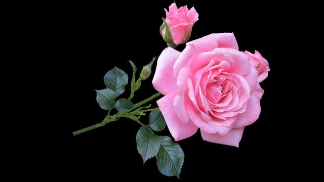 Ф ШОПЕН ВАЛЬС смотреть онлайн