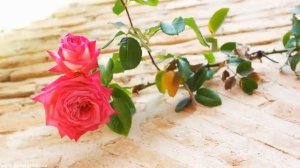 Настрой на успех 25 й кадр