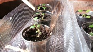 Мой опыт выращивания малины из семян.