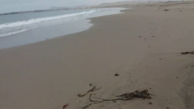 Playa LAS SALINAS Región de Atacama смотреть онлайн