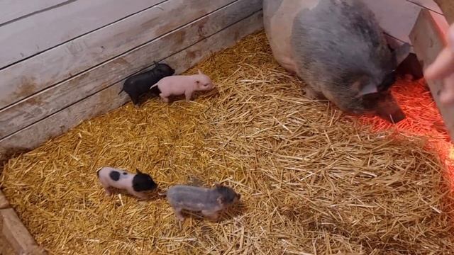 вес поросят увеличивается в 200 раз! смотреть онлайн