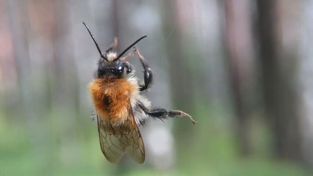 Паук крестовик, оса и шмель в паутине, spider cross смотреть онлайн