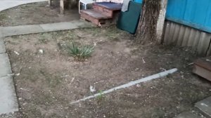 база отдыха Белый лебедь реальный обзор отель Анапа Джемете