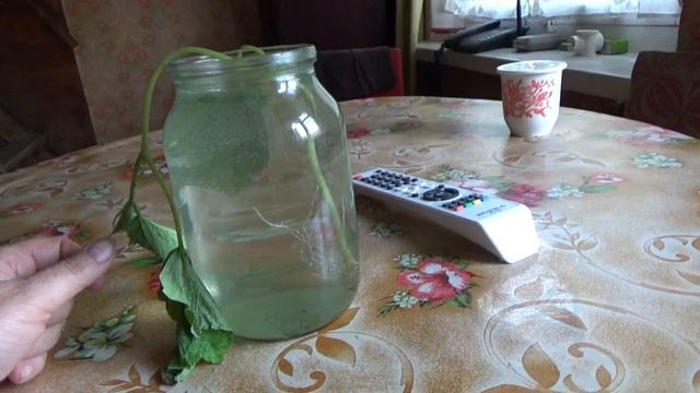 №98. Дачные будни. Первые радости. Первые потери. смотреть онлайн