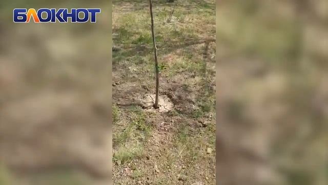 В Волгодонске украли свежепосаженные липы и тополя на проспекте Мира смотреть онлайн