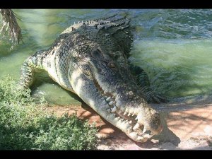 Опасно для Жизни! Ныряем с Морским Крокодилом