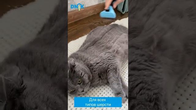 Реакция кота на расческу смотреть онлайн