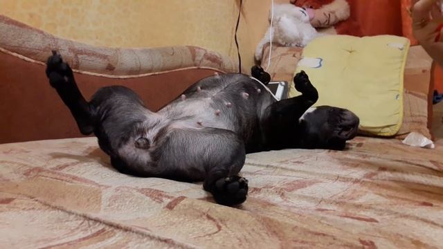 Французский бульдог Ася и уколы Преднизолона и Мильгамы внутримышечно смотреть онлайн