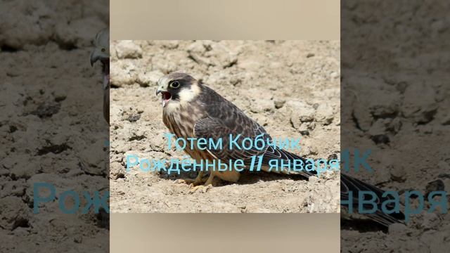 Тотем Кобчик рождённые 11 января смотреть онлайн