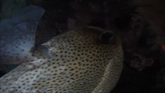 красное море. коралловые рифы 2014