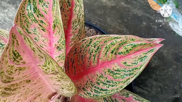 Aglonema ||  Aglaonema Red Legacy ||Legacy Merah||