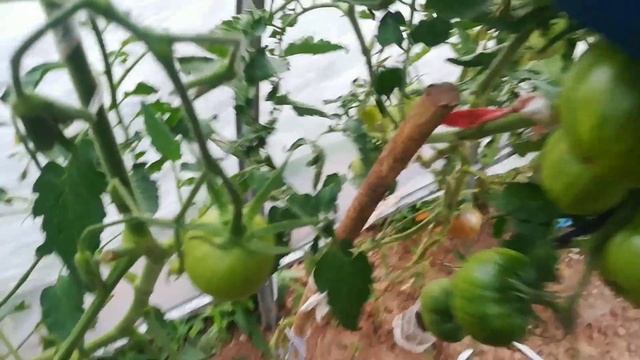 Томат Чёрное сердце Брэда. смотреть онлайн