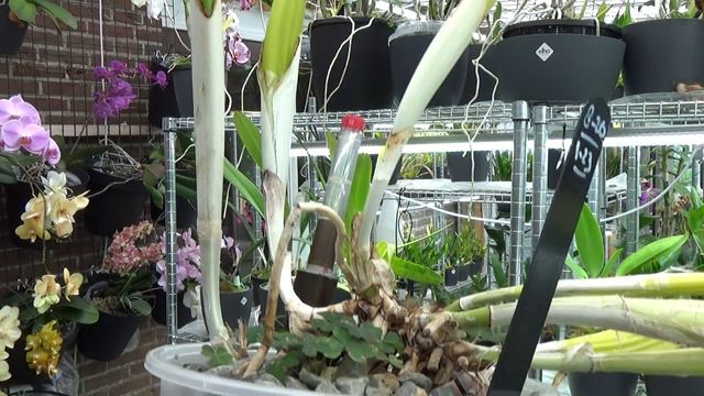 How to care for Catleya Purpurata: Update! #carecollab смотреть онлайн