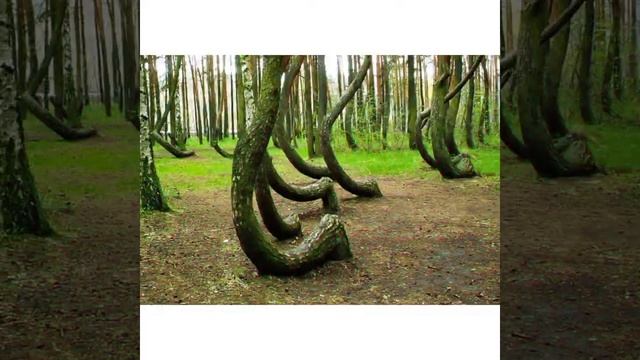 Самый призрачный лес Европы Хойя Бачу! смотреть онлайн