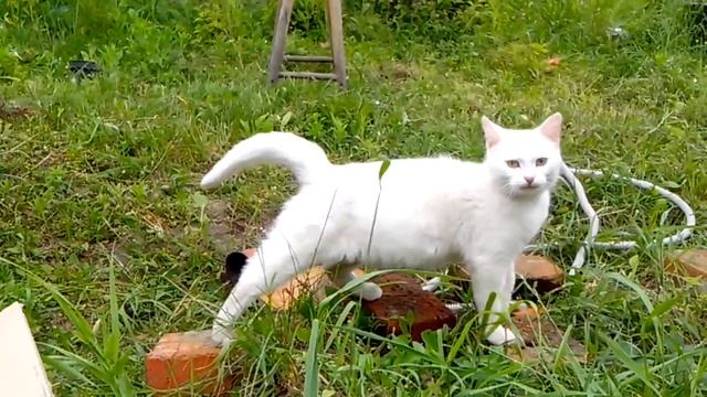 KoZa DeReZa / НАША КОШКА - БЕЛЯШКА / И УТЯШКИ / смотреть онлайн