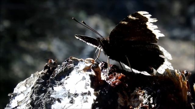 Nymphalis antiopa mud-puddling смотреть онлайн