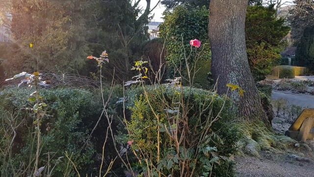 Кладбище-парк в центре Копенгагена?Дания?Зимой 2018 смотреть онлайн