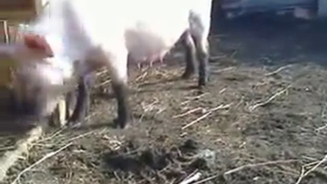 наши поросята смотреть онлайн