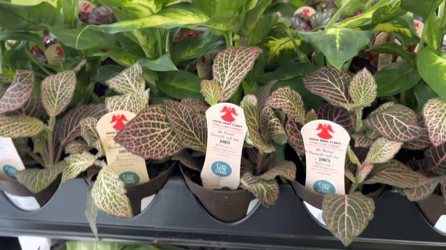 Plant Shopping Amazing NEW Plants Walmart and Lowes смотреть онлайн