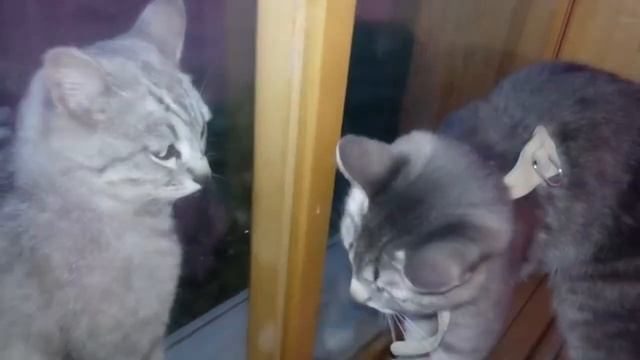 К кошке Норе пришел друг. смотреть онлайн