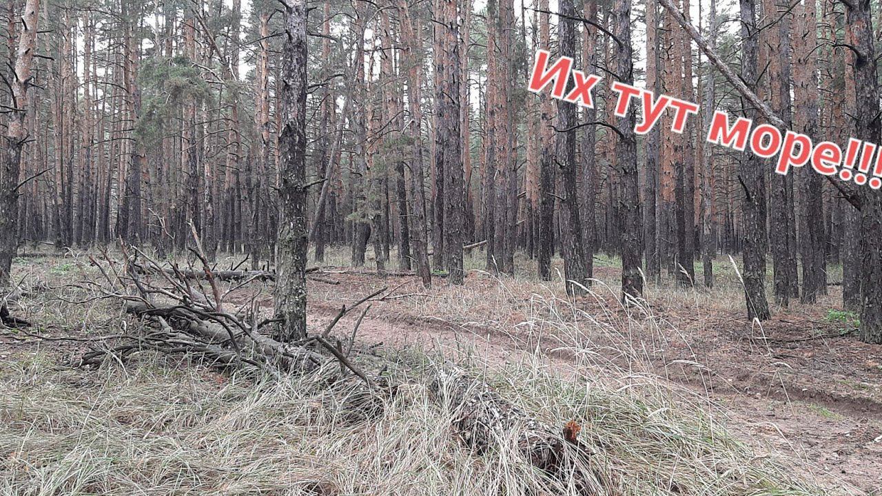 ПОНАВЫЛАЗИЛО-ТО!!! ТИХАЯ ОХОТА # 4