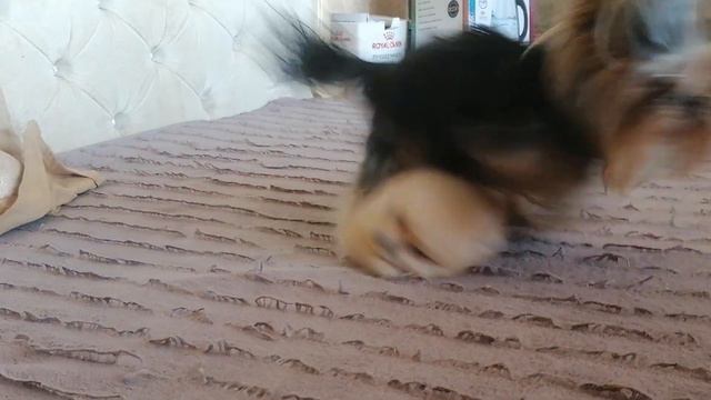 Шпиц. Щенки. Собаки. #dog #puppy смотреть онлайн