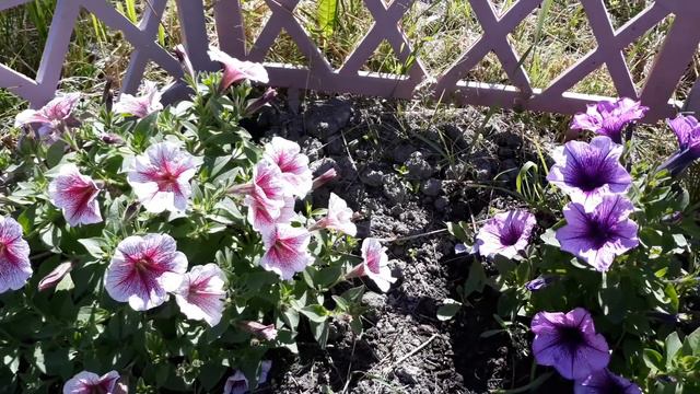 МОЙ ДАЧНО - ЦВЕТОЧНЫЙ РАЙ 🌺🤗