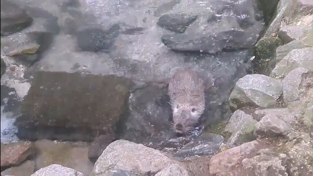 38 ЗРП в нац.парке Асканія Нова 2017 р. смотреть онлайн