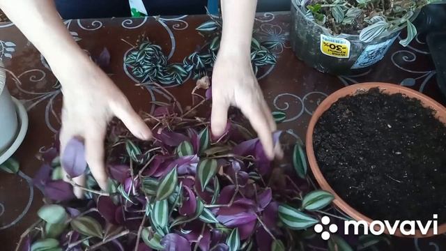 посадка традесканции, сразу получаю пышный куст. смотреть онлайн