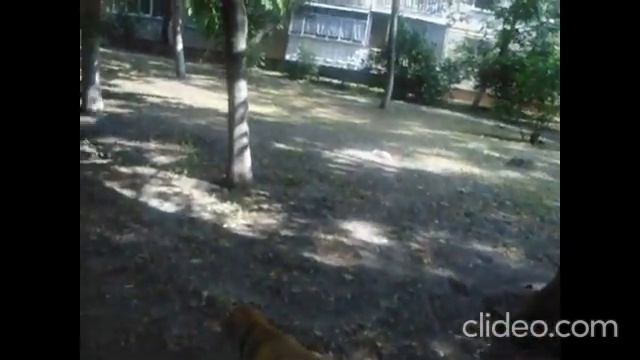 ВЛОГ. Завтрак. Каша для кошек. Противоблошиное. Прогулка. Подкормила Рыжего. Мамин суп. Кошки