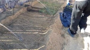 Как быстро размножить ежемалину Тейберри стеблевыми черенками.