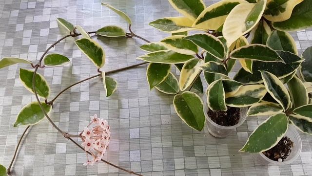 Цвітіння хой Crimson Queen та Manipurensis|Як піджівлювати хойї для квітіння