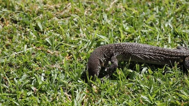 Project 13 Spotted Tree Monitor смотреть онлайн