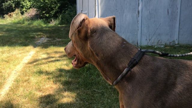 Valek the fawn Doberman (not a Weimaraner!) смотреть онлайн