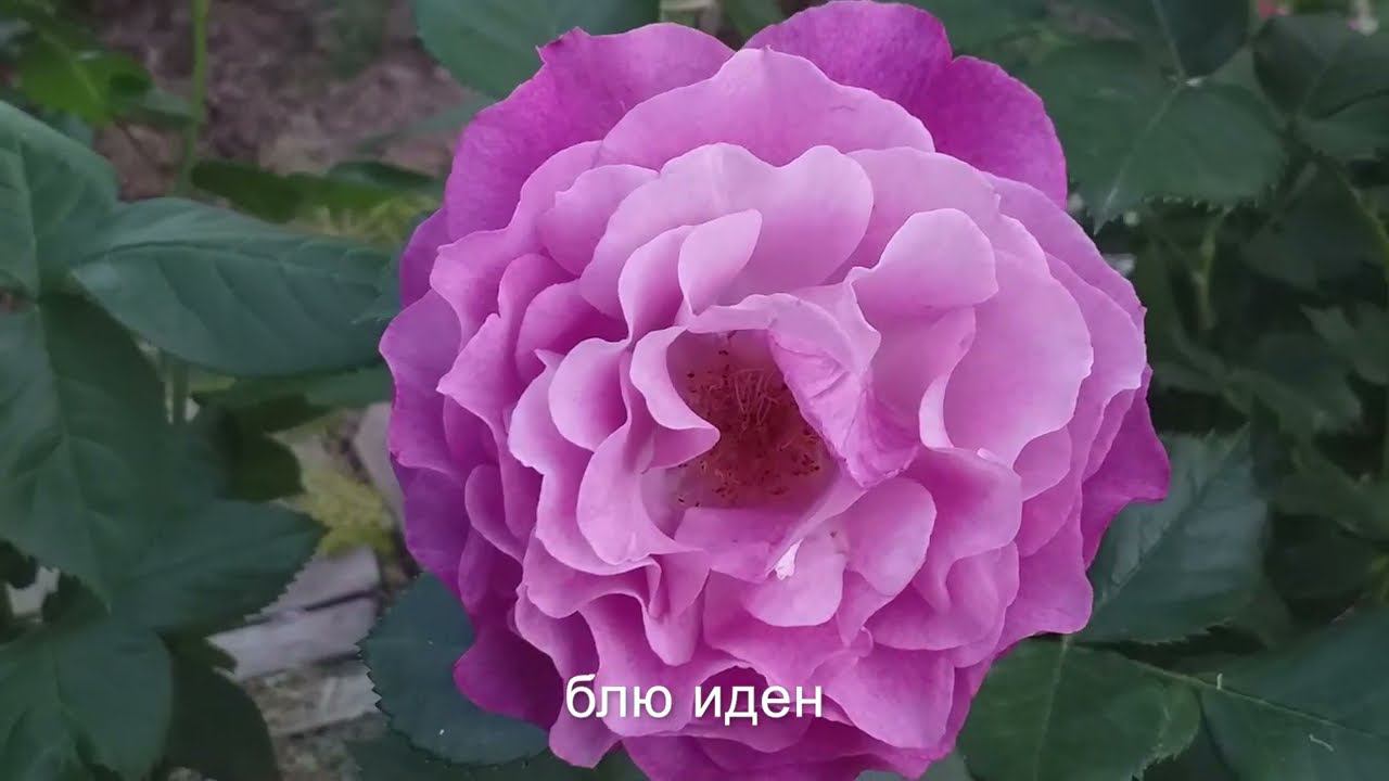 САМЫЕ КРАСИВЫЕ РОЗЫ моего сада 39 сортов смотреть онлайн