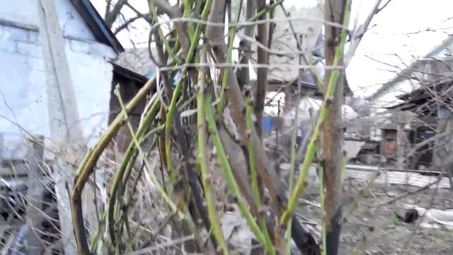 Персики. Пора снимать укрытие. Не спешите начинать обрезку. смотреть онлайн