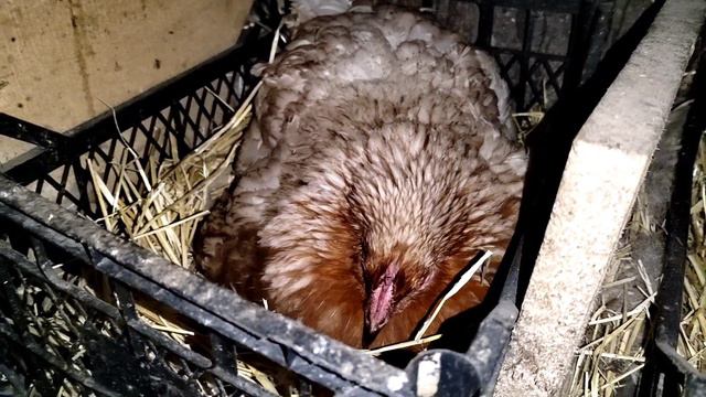 Обзор хозяйства / Куры и индоутки / Сколько яйц несут 30 кур? смотреть онлайн